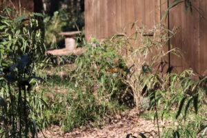 1月10日土曜日定例会4